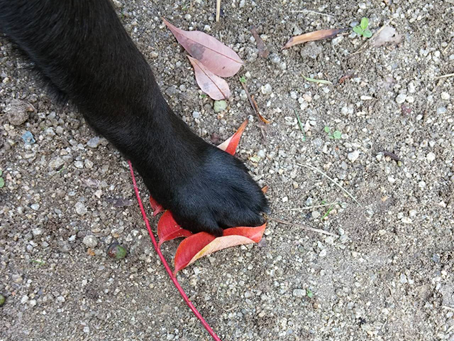 愛犬との散歩