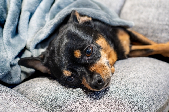 犬の毛布