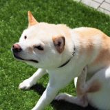アニス動物病院