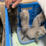 保護した猫たち