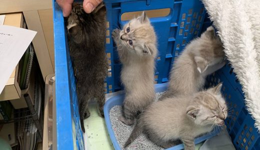 子猫の飼い主募集中