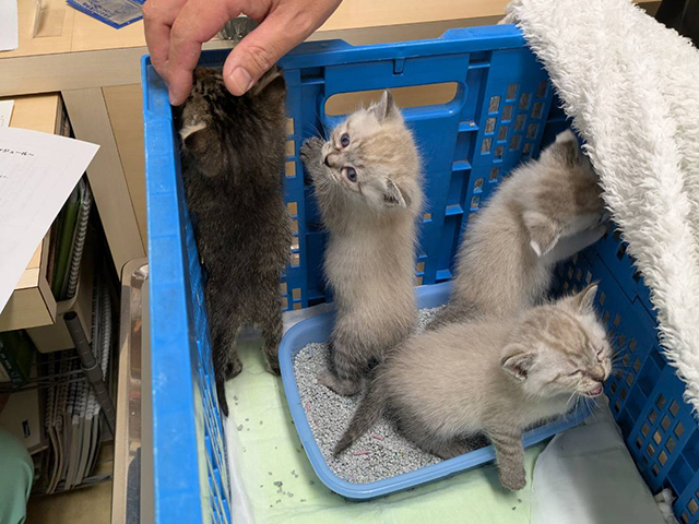 保護した猫たち