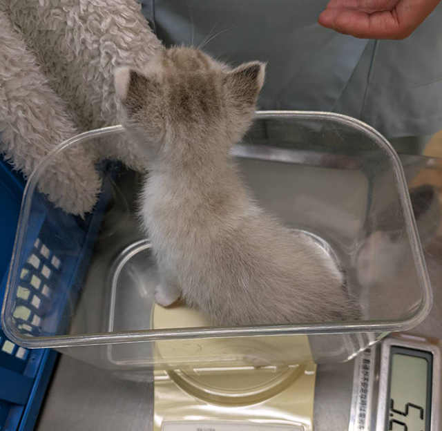 保護猫