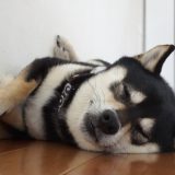 ペットの温度管理