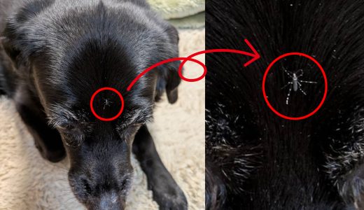 フィラリア予防忘れずに