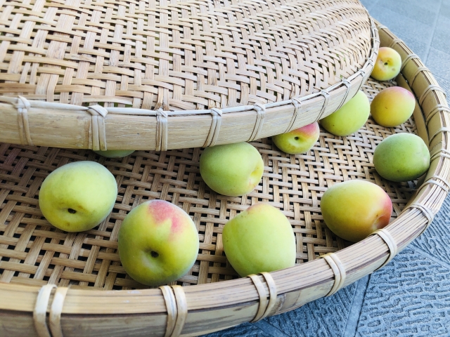 干してある青梅