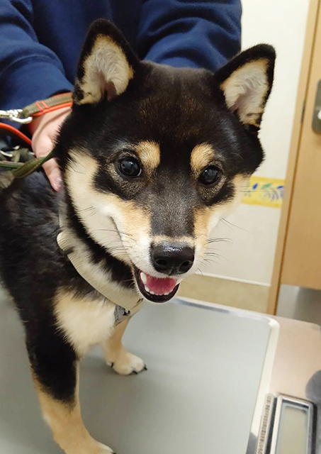 毛包虫症　その後